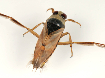 Common backswimmer or greater water boatman © Malcolm Storey