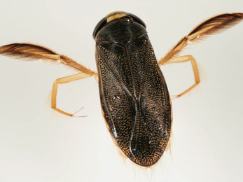 Lesser water boatman © Malcolm Storey