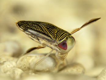 Lesser water boatman © Paul Colley