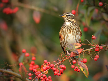 A redwing perched amongst bright red berries