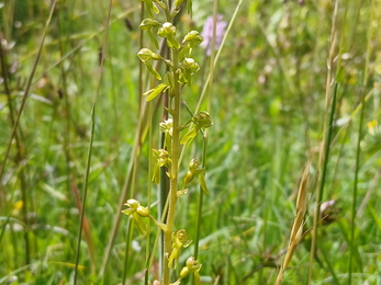 Common twayblade orchid amongst tall green grass