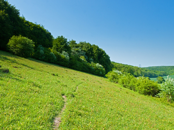 A green grass field on a steep hill. In the background is a lush tree line and a blue sky