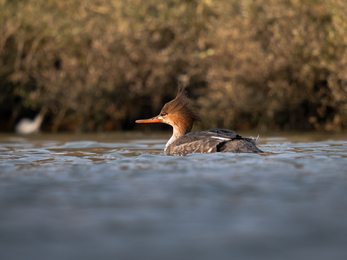 A female red-breasted merganser floating in water at eye level. In the background is shrubbery