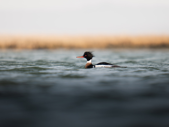 A male red-breasted merganser floating in water at eye level 