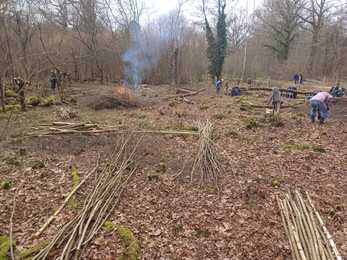 Coppicing taking place in a woodland on an overcast day
