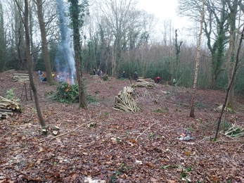 A woodland area with tree management works happening on an overcast day