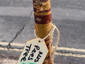 A thin tree with a wooden label hanging from it reading 'pees tree'