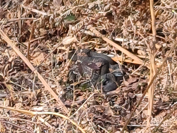 A grass snake basking on a woodland floor 