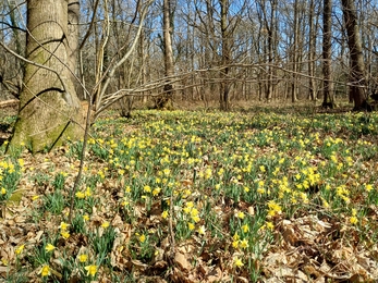 a woodland floor covered with wild daffodils 