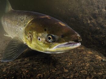 Atlantic salmon in a river 