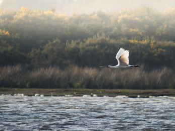 A spoonbill flying low over water