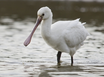A spoonbill standing in water on a dull day