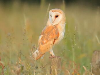 Barn owl
