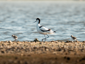 An adult avocet on a rocky shaw with 2 chicks wither side of it