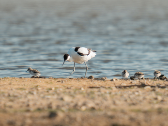 an adult avocet on a rocky shore, to the right of it are 3 chicks and to the left 1 chick