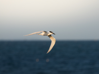 A sandwich tern flying over the sea 