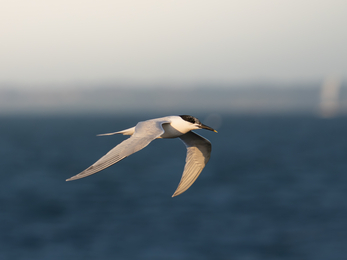 Sandwich tern flying over water with land in the background 