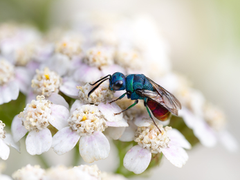 ruby-tailed wasp on a white flowered plant