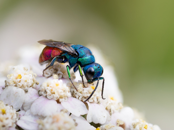 ruby tailed wasp on a white flowered plant with a soft, green background 
