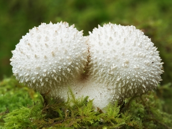 A close up of a common puffball mushroom with two heads