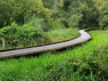 New boardwalk at Winnall Moors Nature Reserve. 