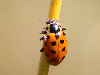 13 spot ladybird 