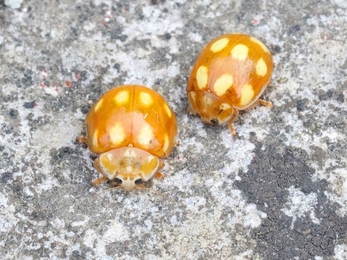 Little Arboreal Ladybirds