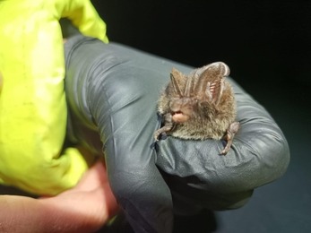 Male barbastelle bat being held in a hand wearing a latex glove 