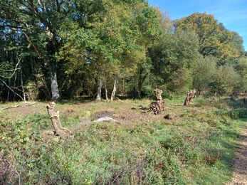 A woodland edge with visible coppicing 