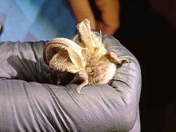 A brown long-eared bat being held in a hand with a latex glove