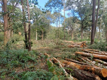 an area of woods with felled trees