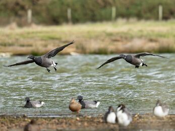 Brent geese arriving on the Solent. 
