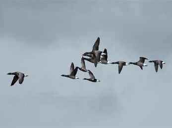 Brent geese flying on the South coast