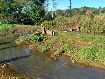 Timber laid in a meander on a sunny day