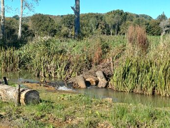 Timber laid in a stream surrounded by grassland 
