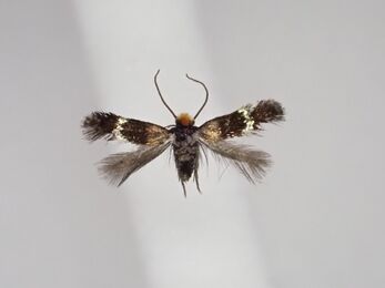 Bohemannia auriciliella