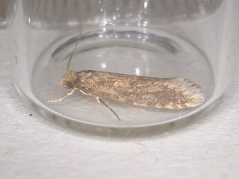 Haplotinea insectella 