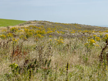 Wilder Nunwell on the Isle of Wight