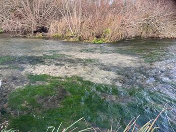 Atlantic salmon redd.