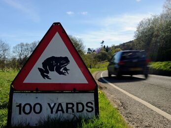 A triangular, warning road sign on the grassy verge of a road. It shows a toad and the text '100 yards'. There is a car driving past with motion blur 