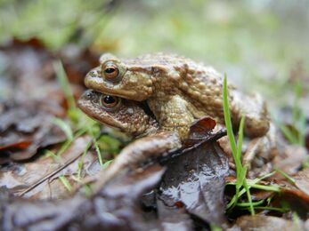 Close up photo of two toads mating 