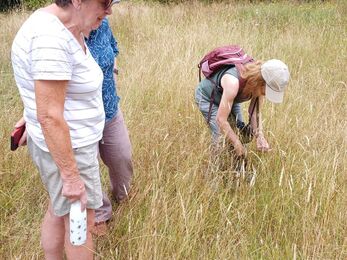 3 people in a grassy meadow looking for butterflies 