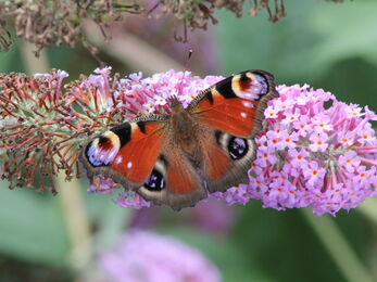 Peacock Butterfly