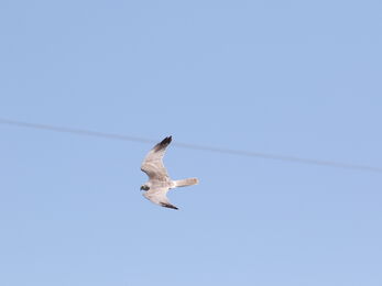 Pallid harrier photographed by Simon King