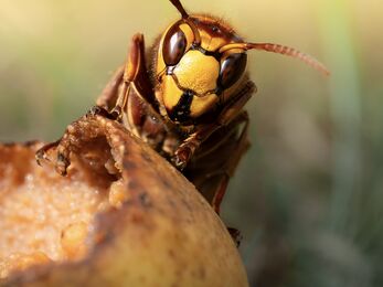 A close up of a European hornet peering over a rotting apple