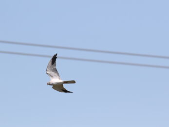 Pallid Harrier sighted by Simon King