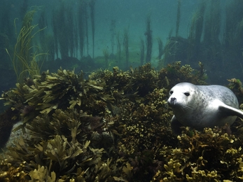 A grey seal (Halichoerus grypus) pup