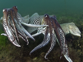 Three cuttlefish photographed underwater