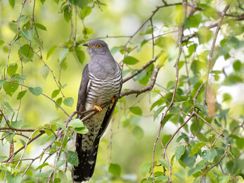 cuckoo