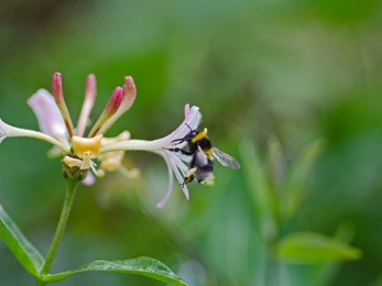 White-tailed bumblebee on honeysuckle